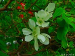 20080509tg029.jpg