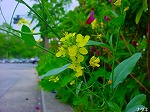 20080509tg049.jpg