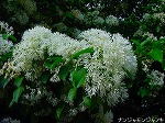20080509tg055.jpg