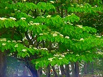 20080509tg072.jpg