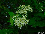 20080509tg074.jpg