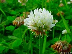 20080509tg077.jpg
