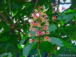 20080509tg085.jpg