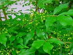 20080509tg100.jpg