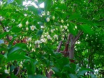 20080509tg108.jpg