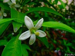 20080509tg121.jpg