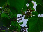 20080509tg127.jpg