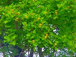 20080509tg131.jpg