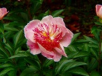20080515kt019.jpg
