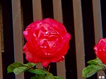 20080515kt027.jpg