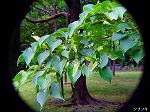 20080515kt065.jpg