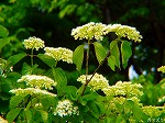 20080515kt068.jpg