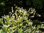 20080515kt072.jpg