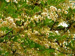 20080515kt078.jpg