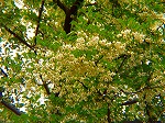 20080515kt079.jpg
