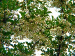20080515kt080.jpg