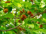 20080515kt089.jpg