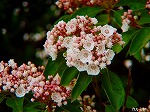 20080515kt098.jpg