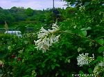 20080519km005.jpg