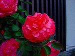 20080519km035.jpg