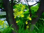 20080519km042.jpg