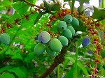 20080519km068.jpg
