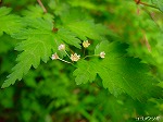 20080519km096.jpg