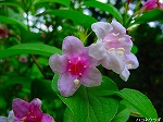 20080519km104.jpg