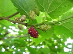 20080523tr001.jpg