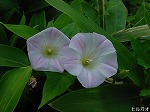 20080523tr016.jpg