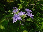 20080523tr024.jpg