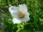 20080523tr028.jpg