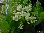 20080523tr035.jpg