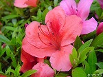 20080523tr037.jpg