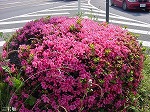 20080523tr047.jpg