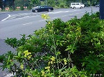 20080523tr048.jpg
