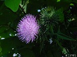 20080523tr064.jpg