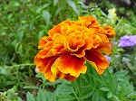 20080523tr074.jpg