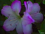 20080527kt015.jpg