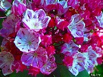 20080527kt021.jpg