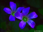 20080527kt024.jpg
