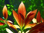 20080527kt032.jpg