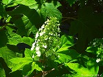 20080527kt035.jpg