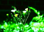 20080527kt048.jpg