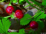 20080527kt052.jpg