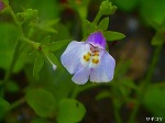 20080527kt069.jpg