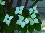 20080527kt083.jpg