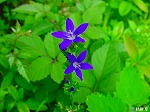 20080602bg001.jpg