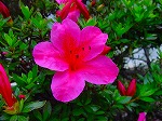 20080602bg005.jpg