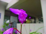 20080602bg007.jpg